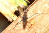 Gerris sp.